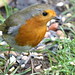 Robin Bridges Photo 38