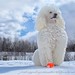Holly Winter Photo 40