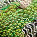 Nancy Feathers Photo 17