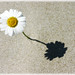 Marguerite Gray Photo 14
