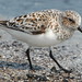 Michael Topp Photo 21