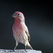 Autumn Finch Photo 8