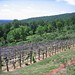 Virginia Vines Photo 5