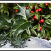Holly Winter Photo 45