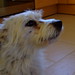 Harry Little Photo 16