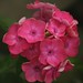 Brenda Summers Photo 20