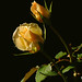 Dianne Rose Photo 11