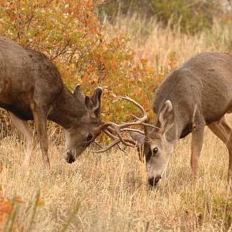 Autumn Deer Photo 11