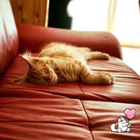 Nicole Link Photo 7