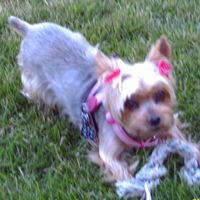 Traci Dahle Photo 3