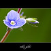 Veronica Small Photo 11