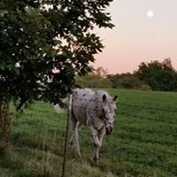 Sue Cook Photo 31
