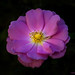 Judy Rainey Photo 13