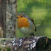 Robin Norden Photo 5