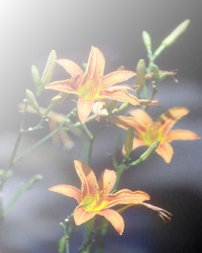 Lori Murray Photo 20
