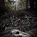 Forrest Hunter Photo 27