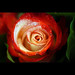 Irene Green Photo 13