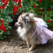 Susan Spitz Photo 12