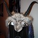 Robin Horn Photo 23