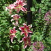 Lillie Woods Photo 8