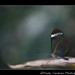 Mark Cardona Photo 31