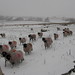 Judy Lamb Photo 13