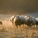 Don Collie Photo 17