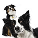 Chad Collie Photo 8