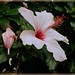 Joseph Virgilio Photo 14