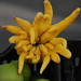 David Citron Photo 8
