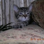 Ann Delano Photo 1