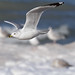 Michael Laporte Photo 24