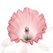 Ray Flowers Photo 19