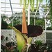 Alice Plant Photo 7