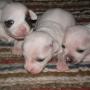 Connie Franklin Photo 20