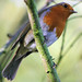Robin Barnes Photo 26