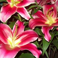 Sandra Wicks Photo 20