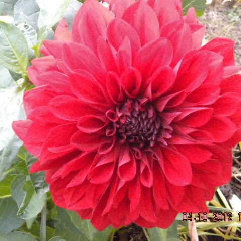 Connie Hill Photo 8