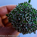 Christina Broccoli Photo 2