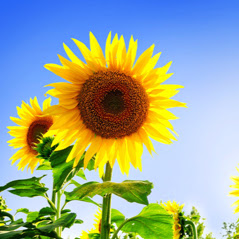 Brent Miller Photo 14