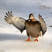 Jean Mallard Photo 7