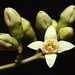 Michael Plum Photo 17