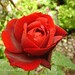 Rogelio Rosas Photo 30