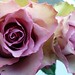 Ana Blume Photo 8