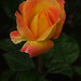 Rose Weeks Photo 19
