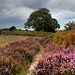 Heather Forrest Photo 17