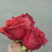 Lisa Sisco Photo 7