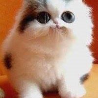 Lindsay Ball Photo 6