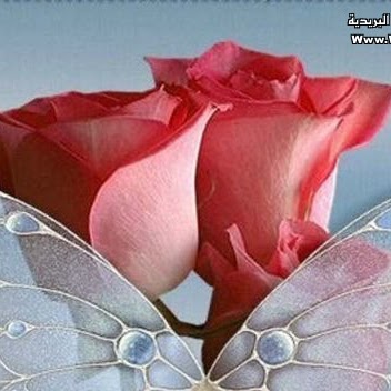 Ali Alshawi Photo 5