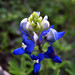 Jason Greenleaf Photo 11
